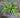 Tassel Fern