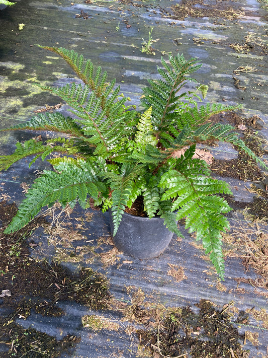 Fern - Polystichum polyblepharum (Tassel Fern)
