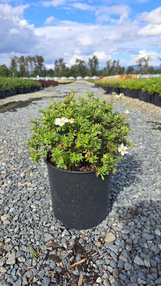 Potentilla fruticosa 'Abbotswood'