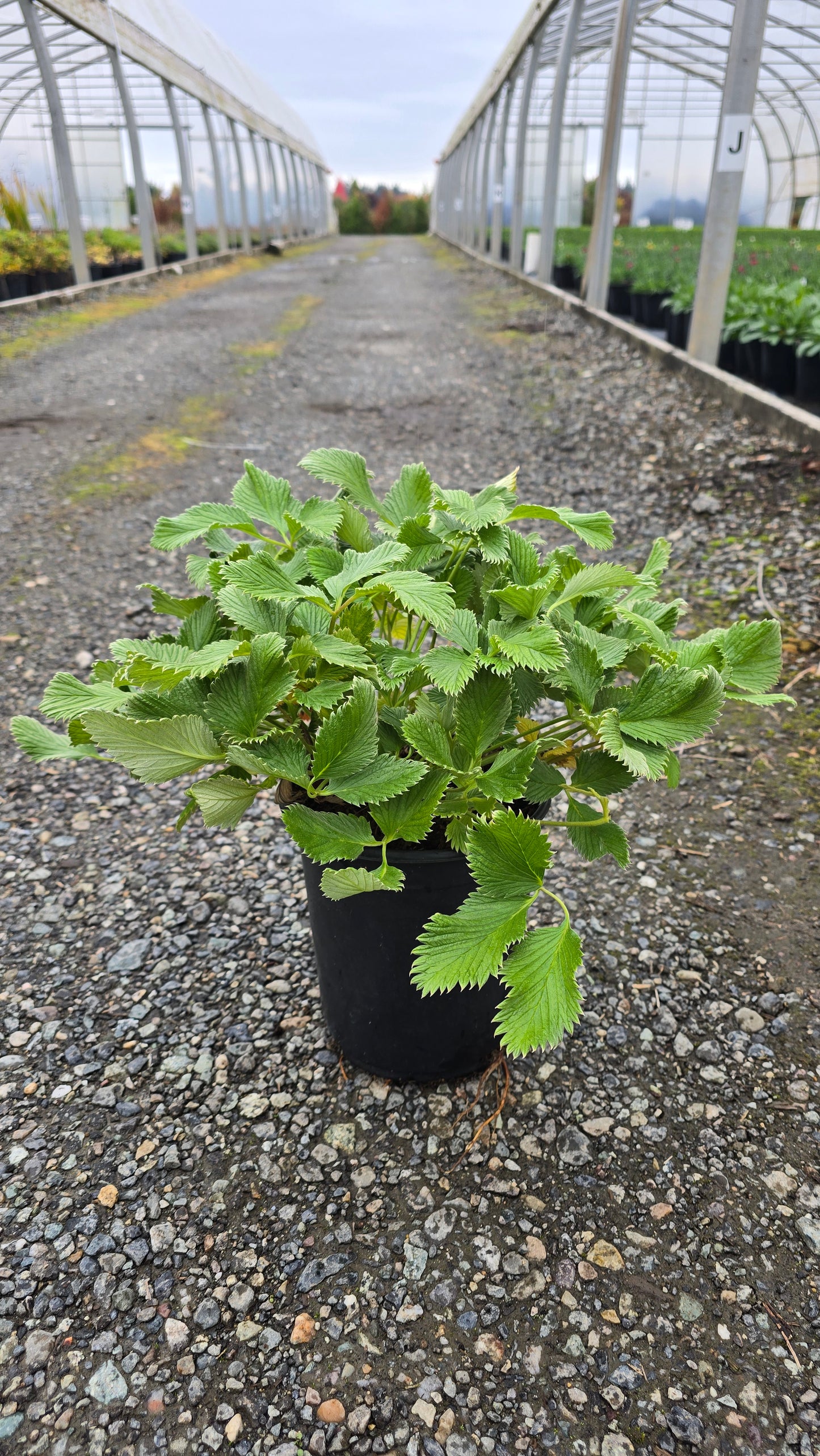 Potentilla hybrid 'Flamboyant'