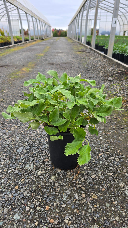Potentilla hybrid 'Flamboyant'