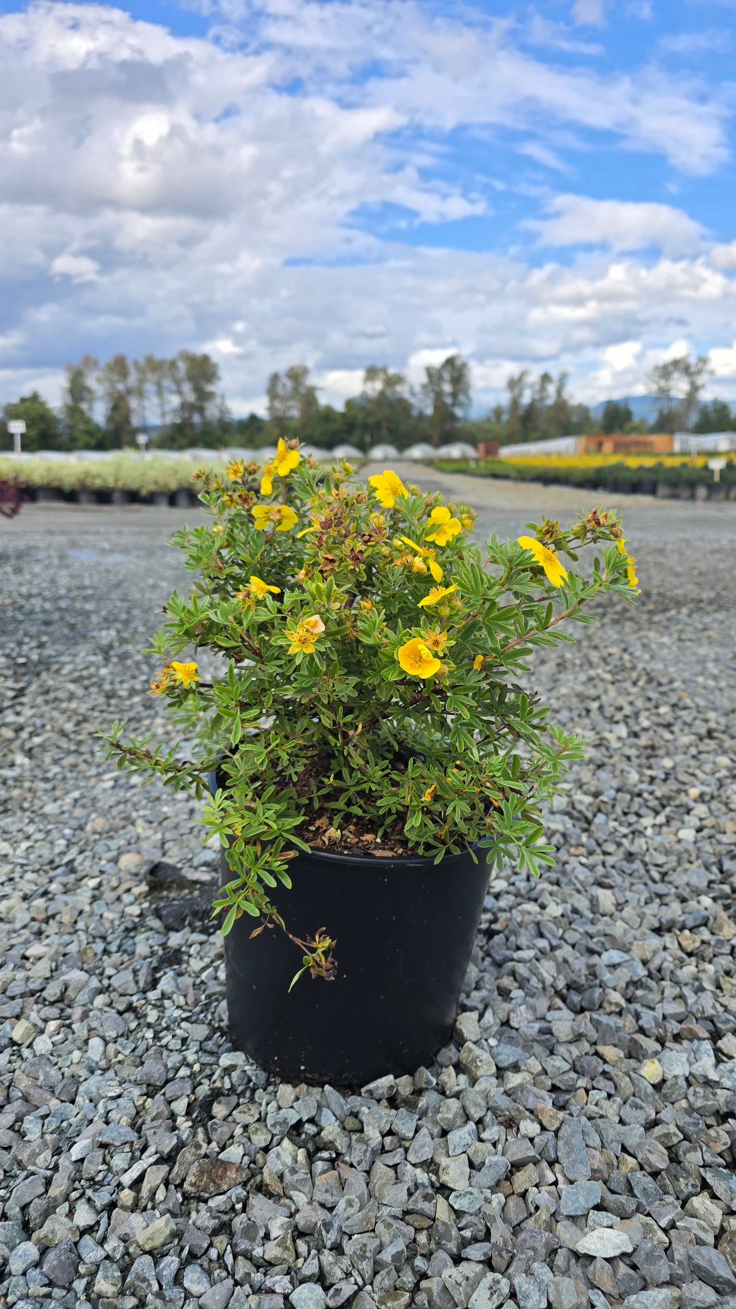 Potentilla fruticosa 'Gold Star'
