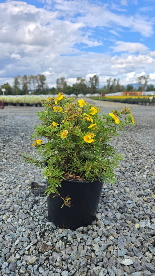 Potentilla fruticosa 'Gold Star'