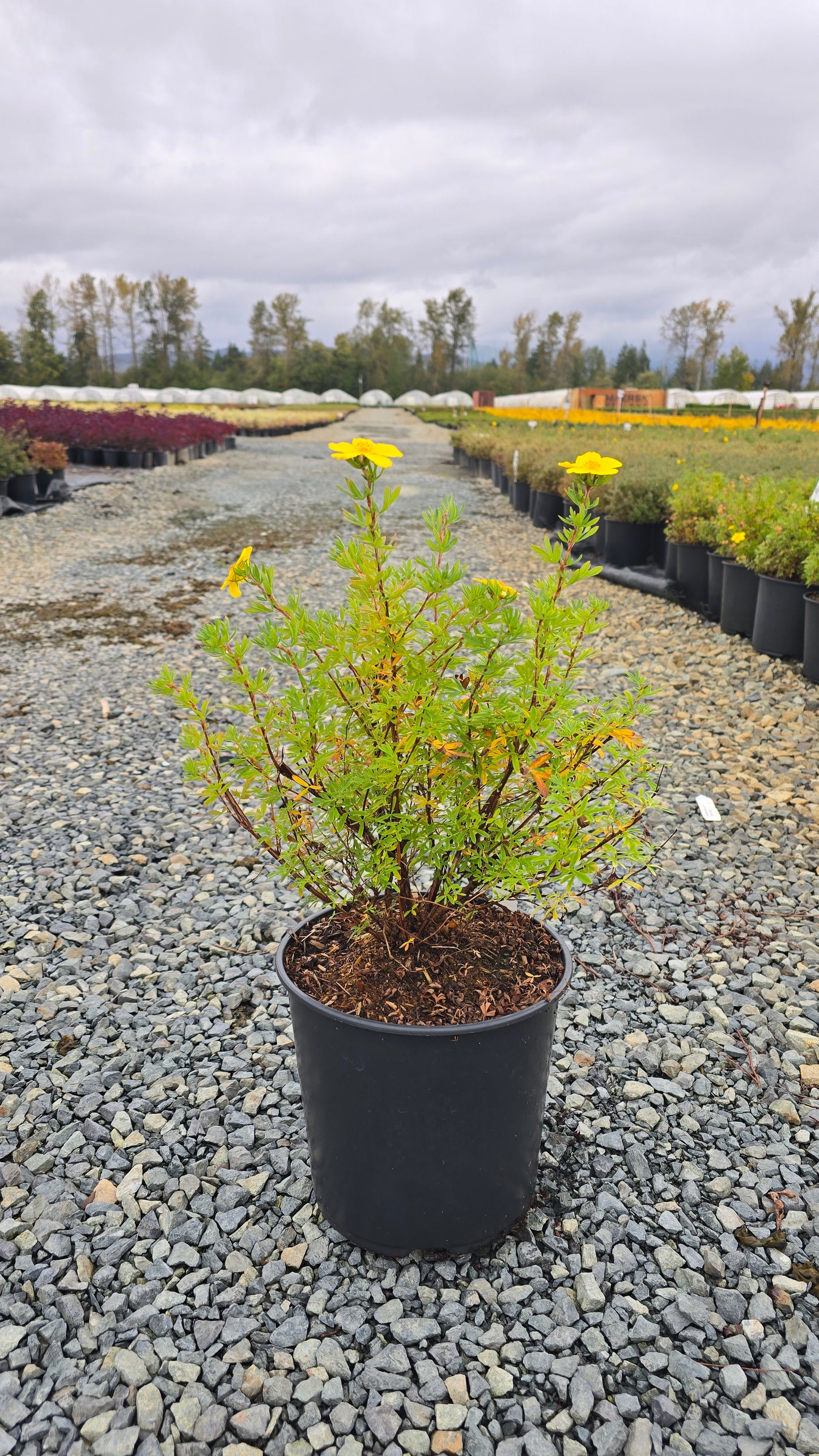 Potentilla fruticosa ‘Goldfinger'