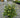 Limelight Potentilla