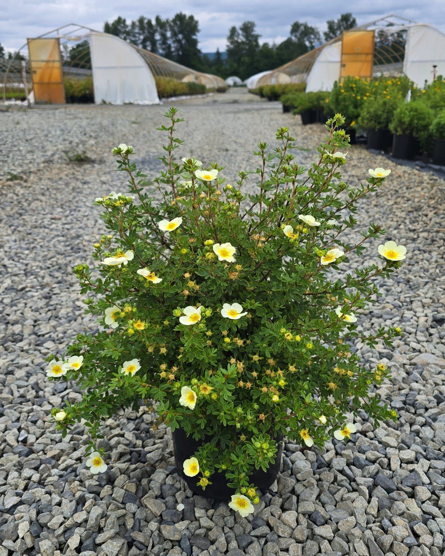 Potentilla fruticosa 'Limelight'