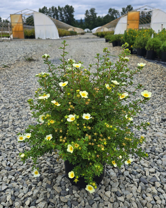 Potentilla fruticosa 'Limelight'