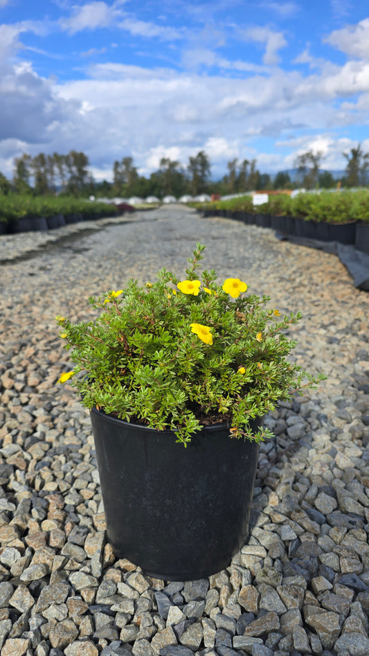 Potentilla fruticosa 'Little Pot of Gold'