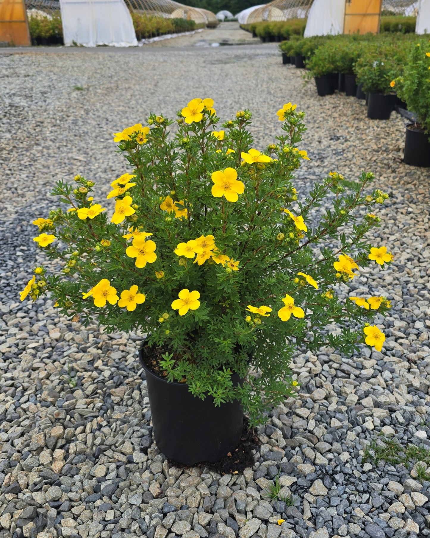 Potentilla fruticosa 'Mango Tango' PP12258