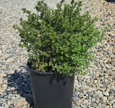 McKay's White Potentilla