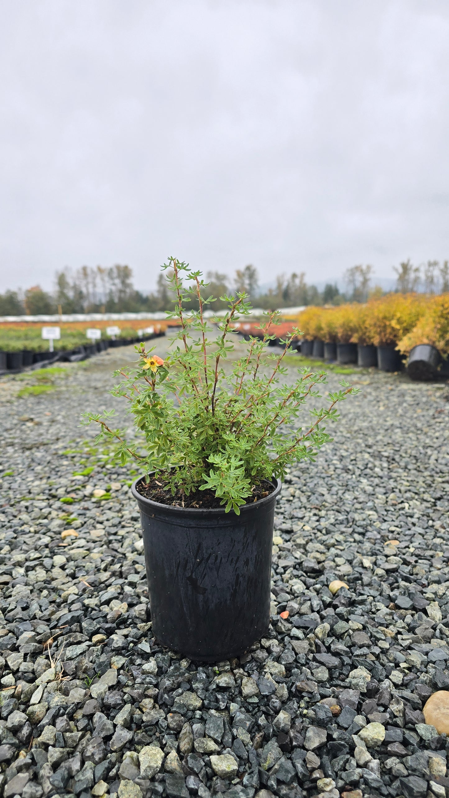 Potentilla fruticosa 'Orangeade'