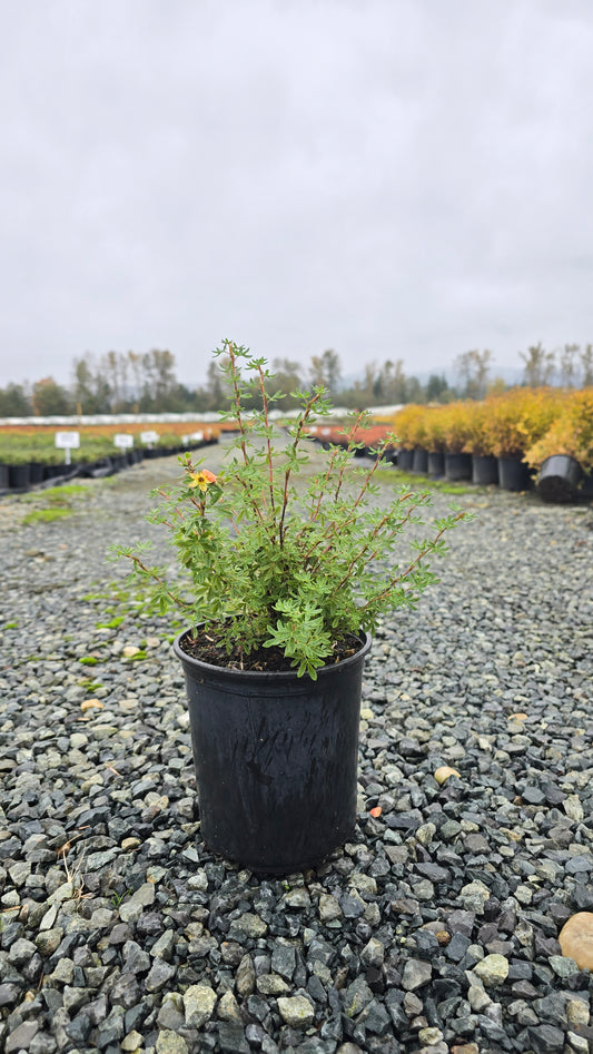 Potentilla fruticosa 'Orangeade'