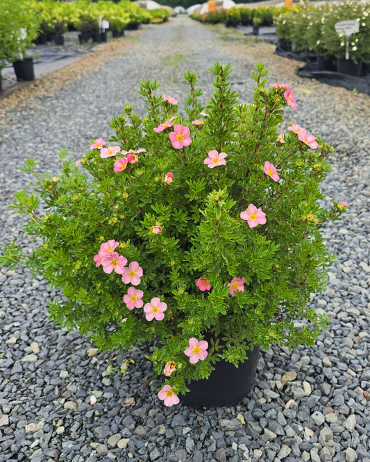 Potentilla fruticosa 'Princess'