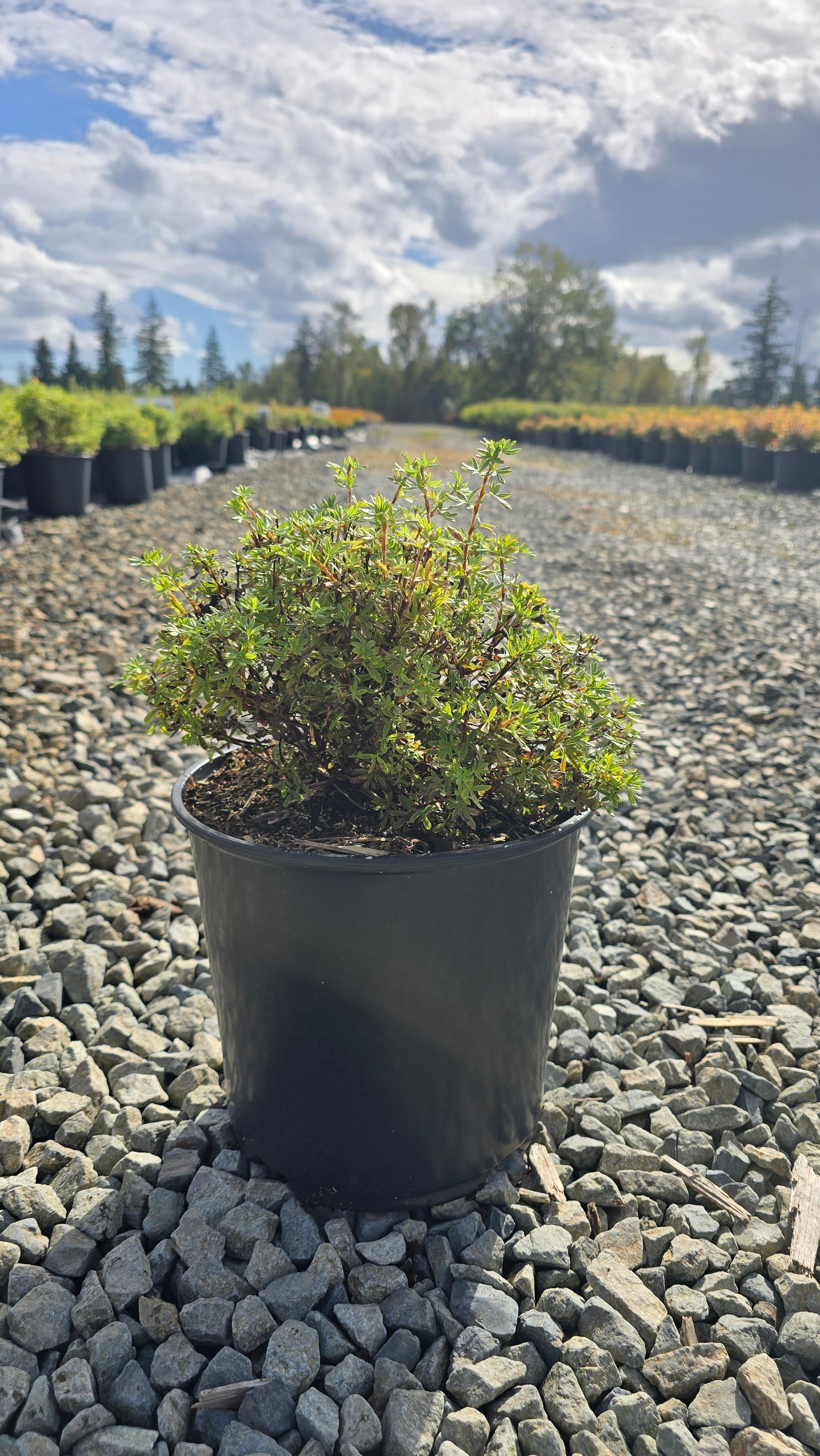Potentilla fruticosa 'Sunset'