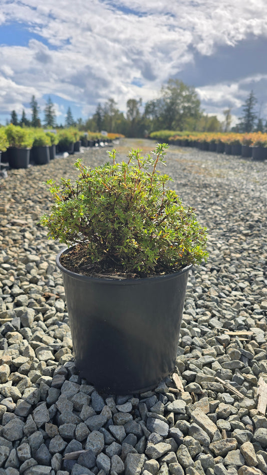 Potentilla fruticosa 'Sunset'