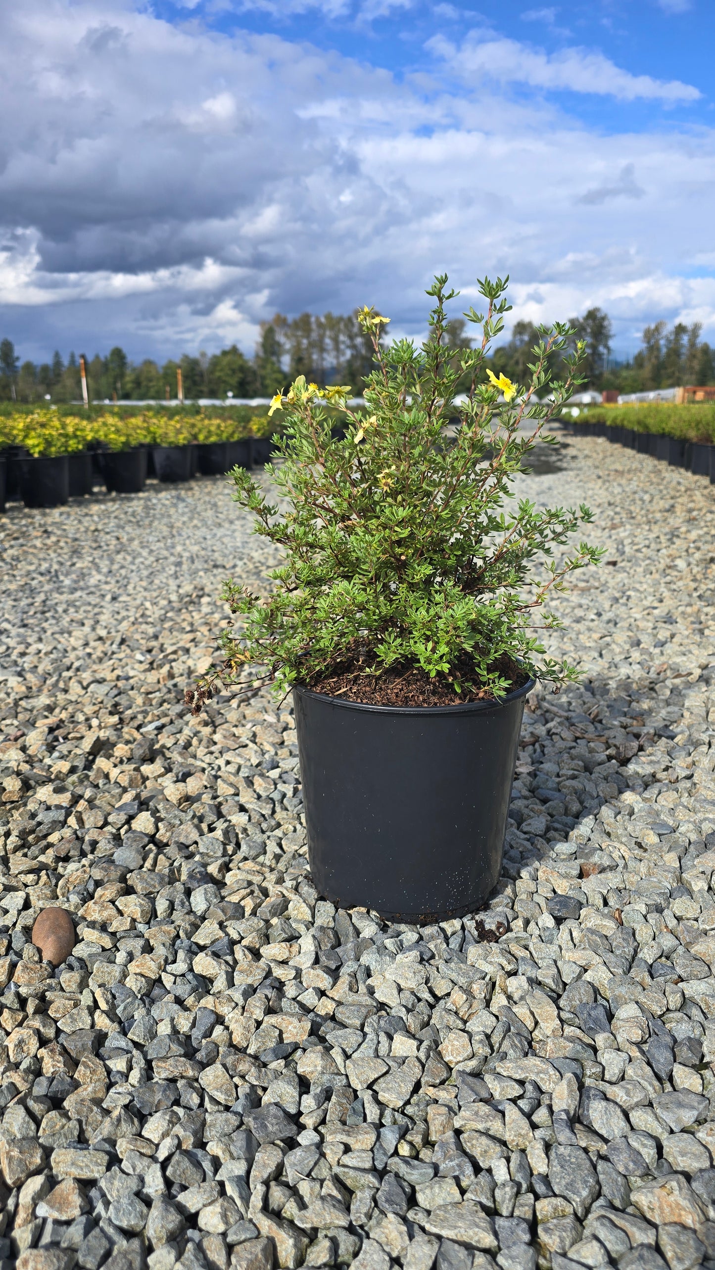 Potentilla fruticosa 'SunStar'