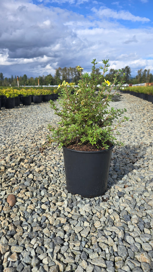 Potentilla fruticosa 'SunStar'