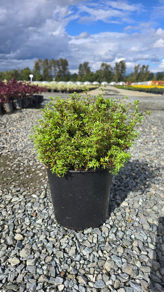 Potentilla fruticosa 'Tangerine'