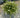 McKay's White Potentilla