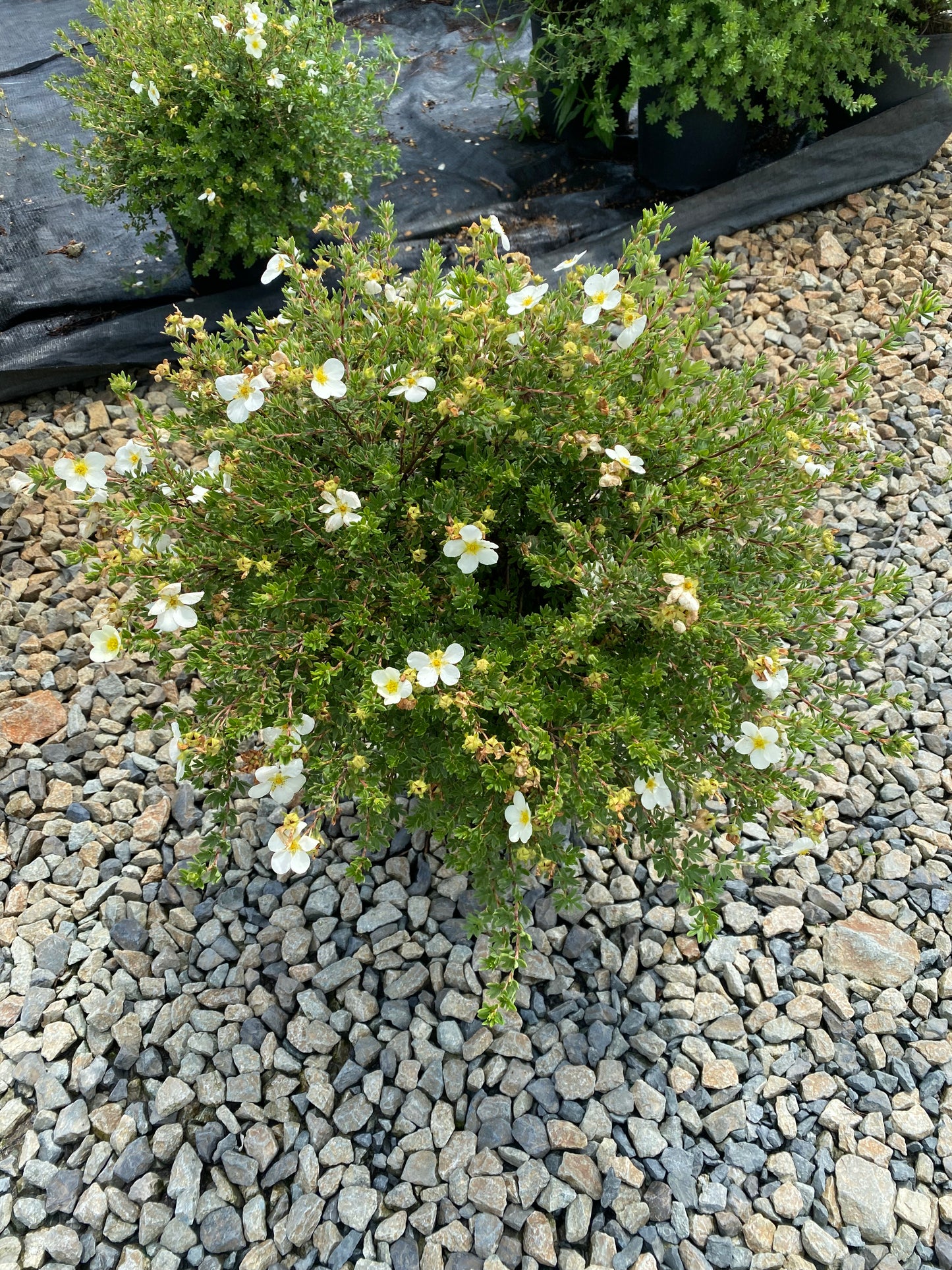 Potentilla fruticosa 'McKay's White'