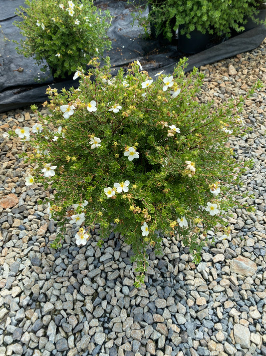 Potentilla fruticosa 'McKay's White'