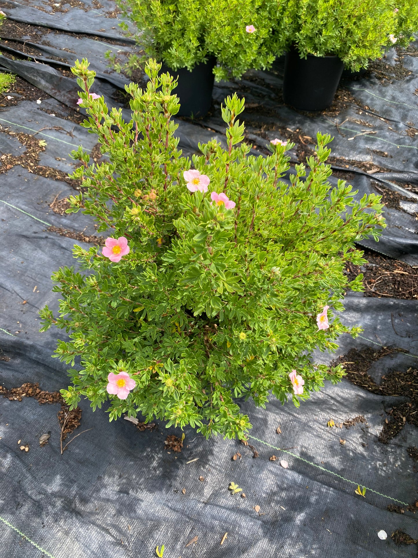 Potentilla fruticosa 'Pink Beauty'