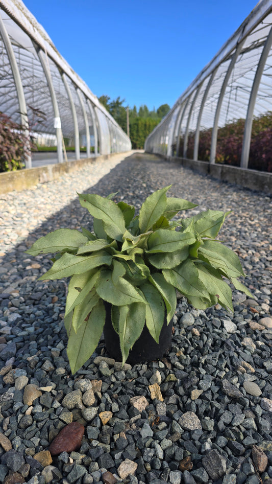 Pulmonaria officinalis 'Majesté'
