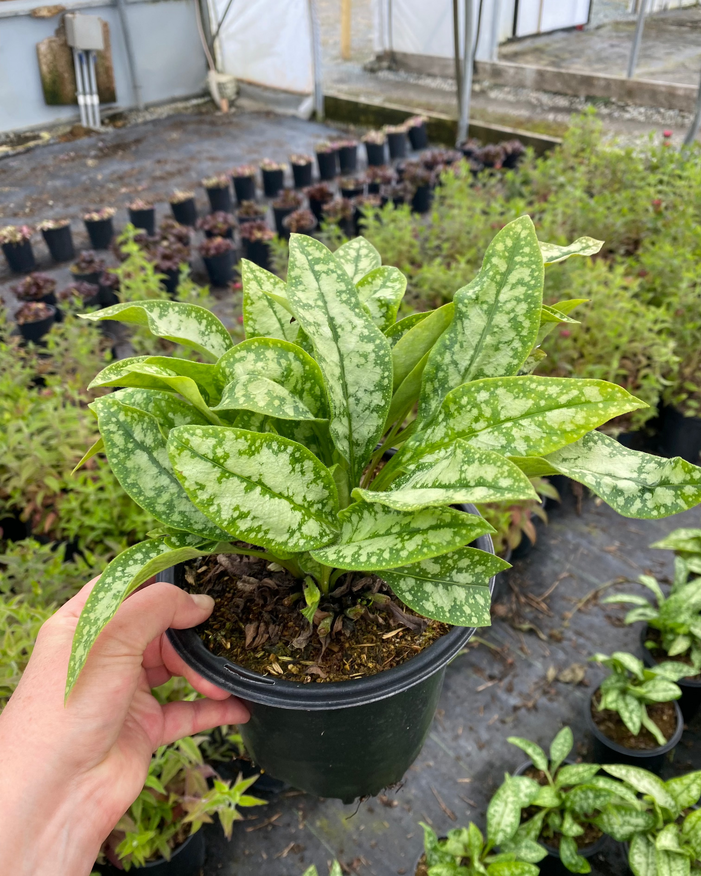 Pulmonaria officinalis Opal ('Ocupol')