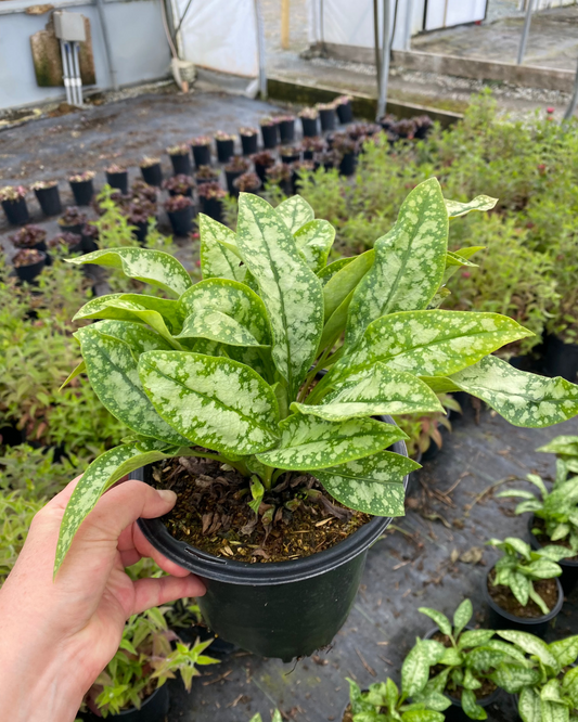 Pulmonaria officinalis Opal ('Ocupol')