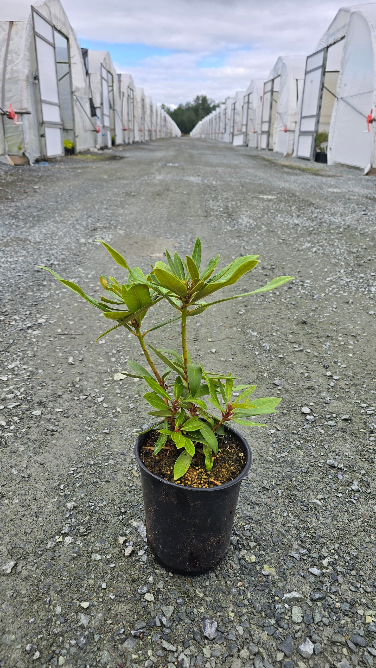 Rhododendron hybrid 'Chionoides'