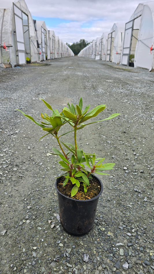 Rhododendron hybrid 'Chionoides'