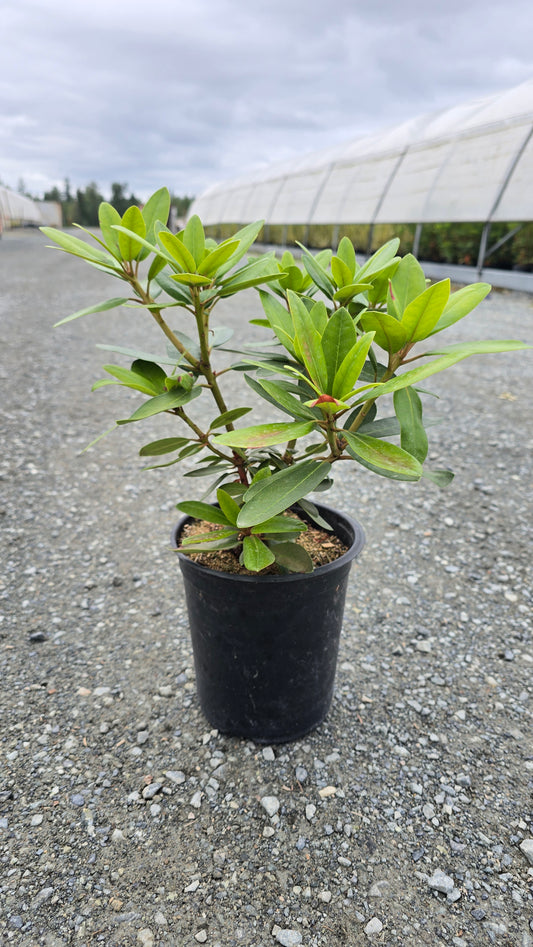 Rhododendron hybrid 'Holden'