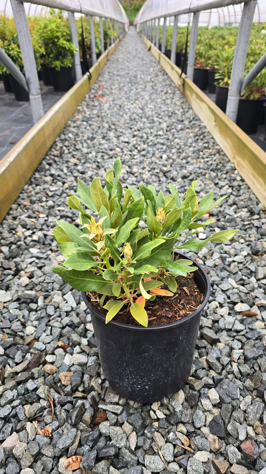 Rhododendron hybrid 'Scintillation'