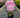 Scintillation Rhododendron