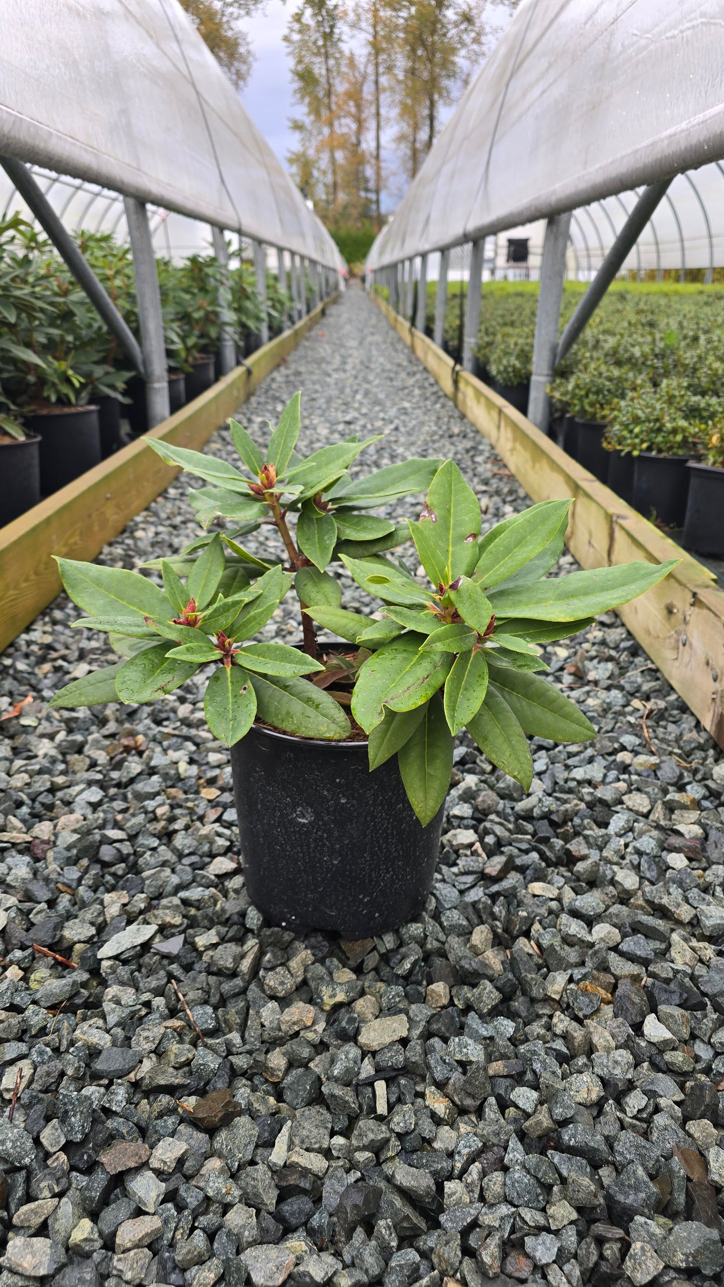 Rhododendron hybrid 'Taurus'