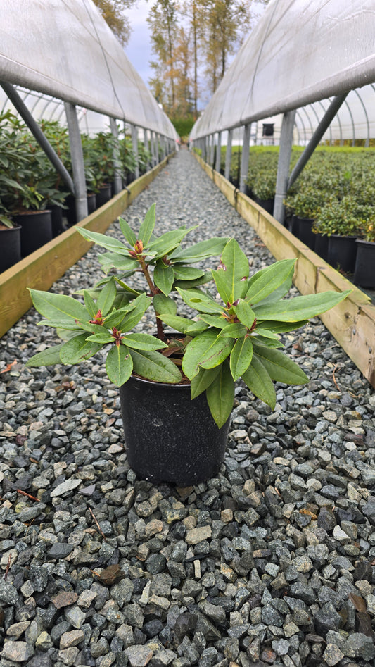 Rhododendron hybrid 'Taurus'