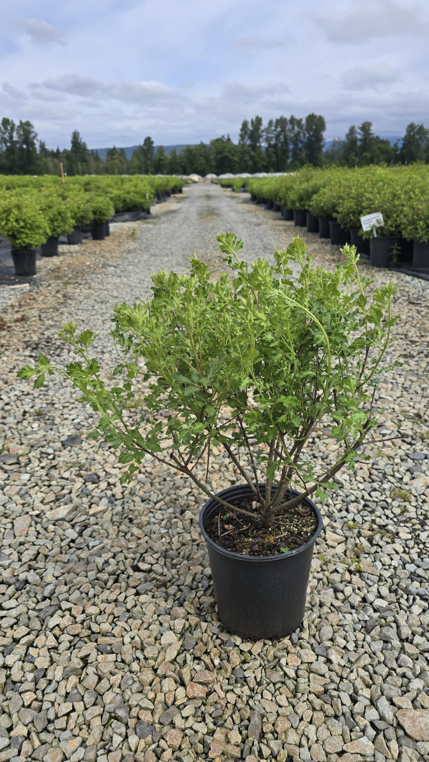 Rhus aromatica Lacette™ ('Fine Textured Compact Select A')