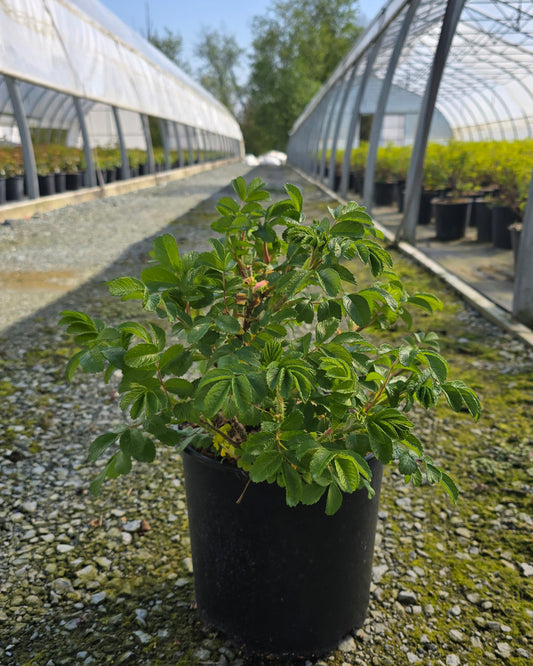 Rosa rugosa 'Alba'