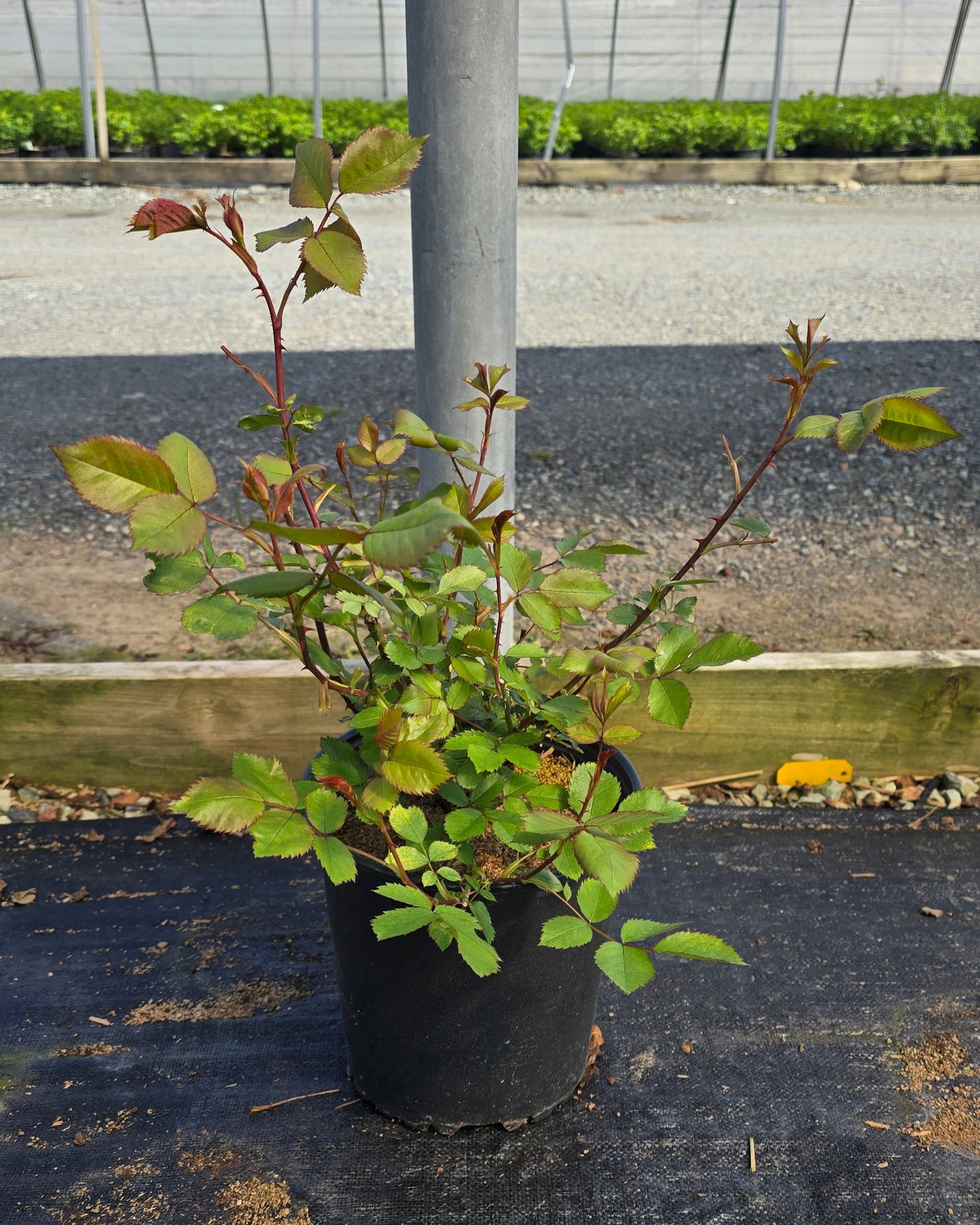 Rosa hybrid 'Alexander MacKenzie’