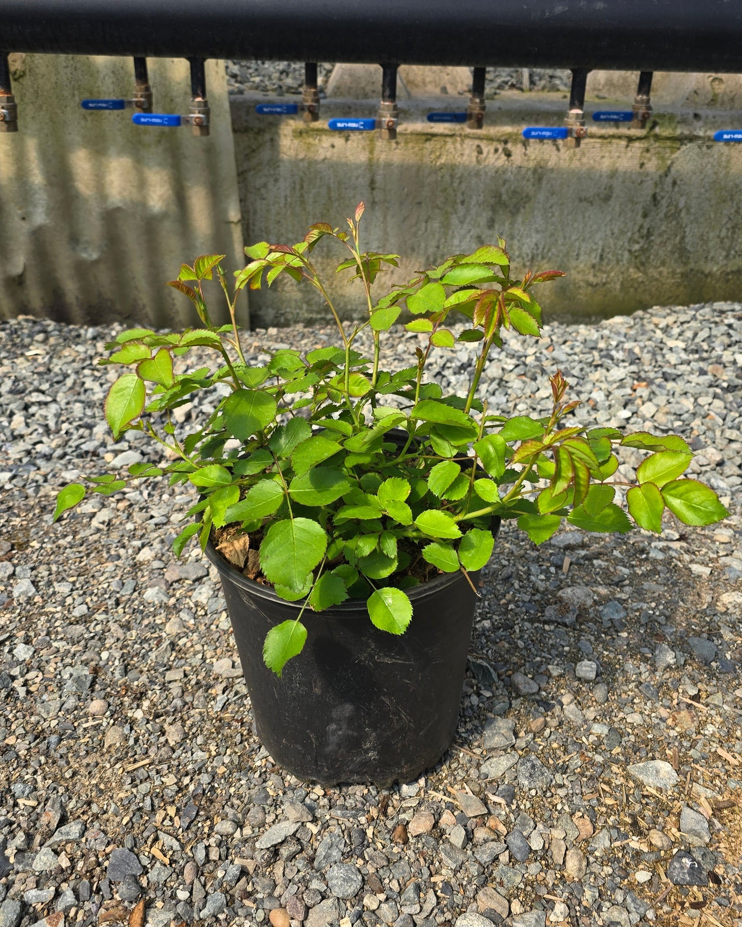 Rosa hybrid 'Camp Fire'