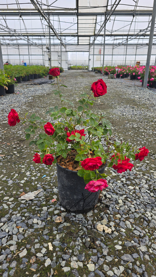 Rosa hybrid Canadian Shield™ ('AAC576')