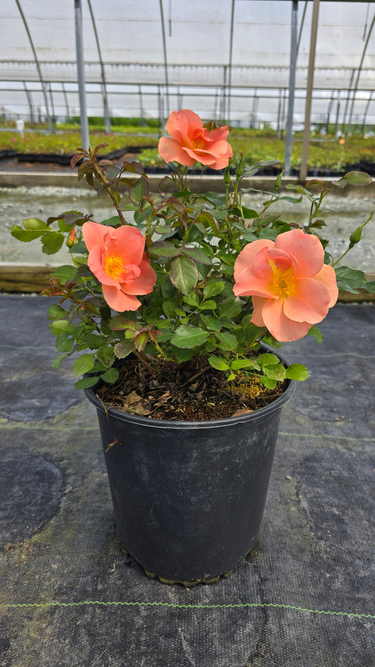 Rosa hybrid Chinook Sunrise™ ('VLR001')