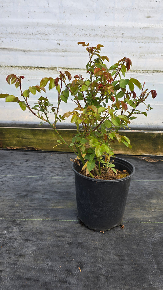 Rosa hybrid 'Coral Wave'