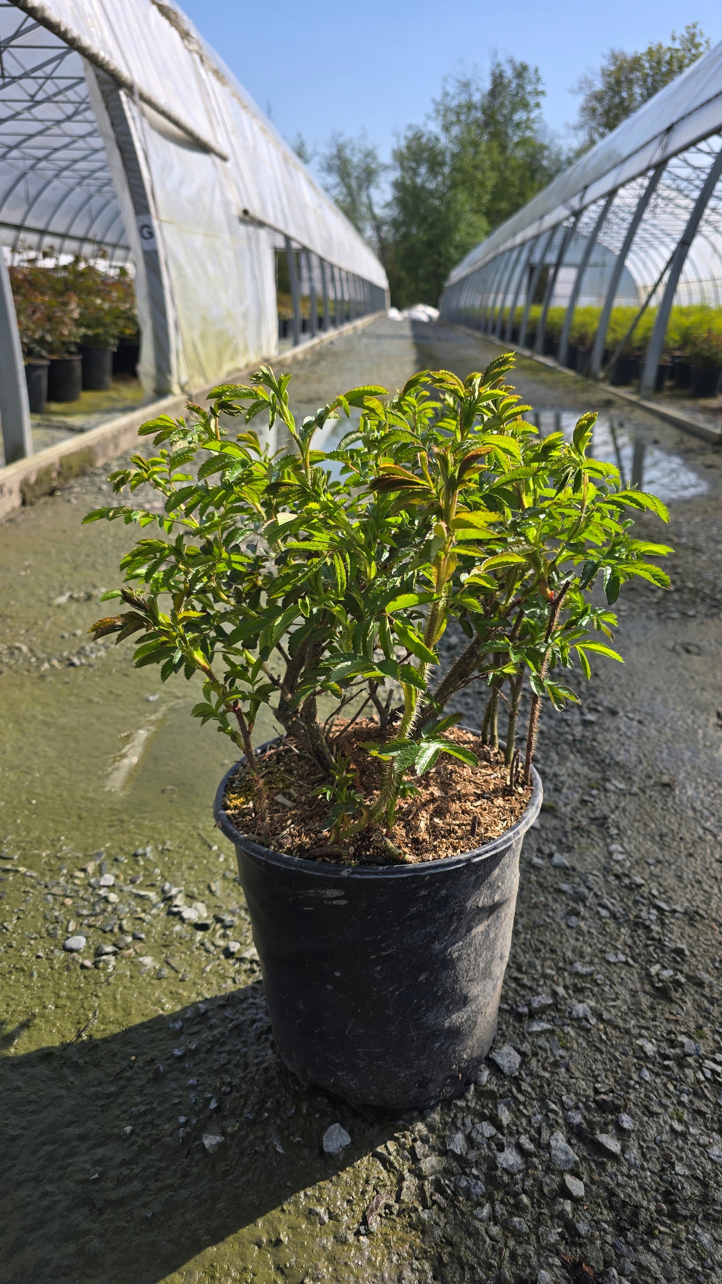 Rosa hybrid 'Dart's Defender'