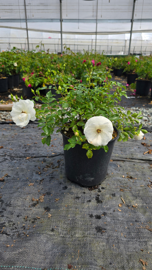 Rosa hybrid Vigorosa® Innocencia™ ('KORstarnow')