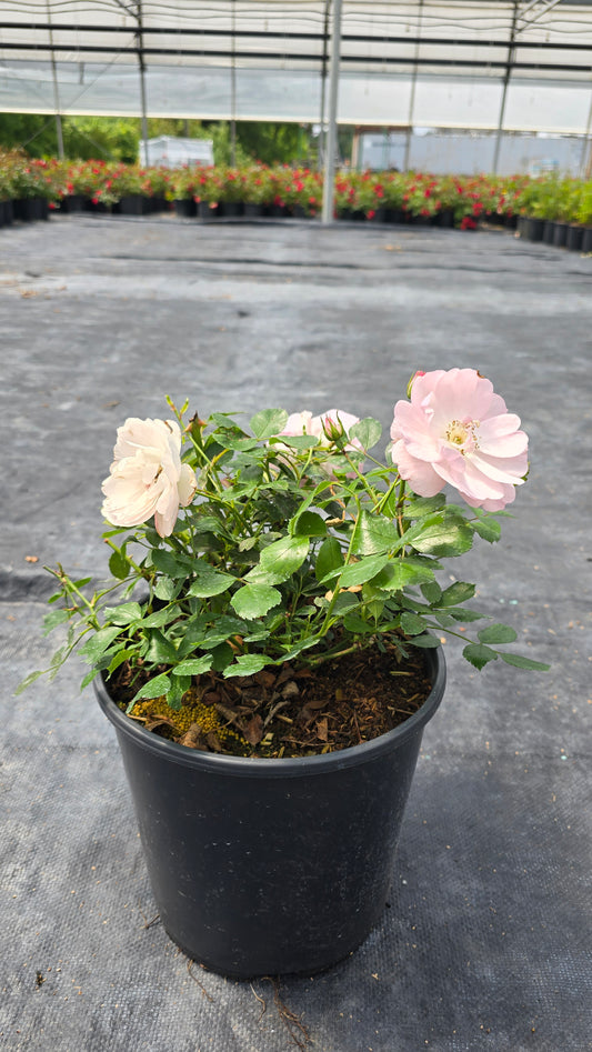 Rosa hybrid Meidiland® White ('Meicoublan')