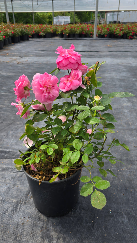 Rosa hybrid 'Prairie Joy'