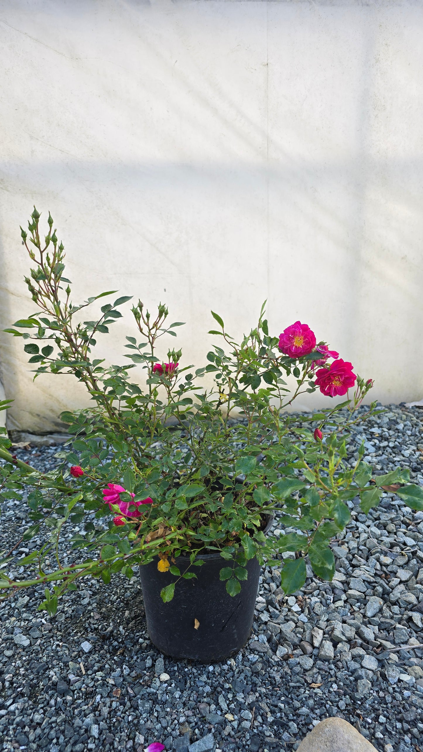 Rosa hybrid 'Purple Rain'