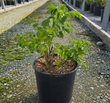 Rubra Rugosa Rose