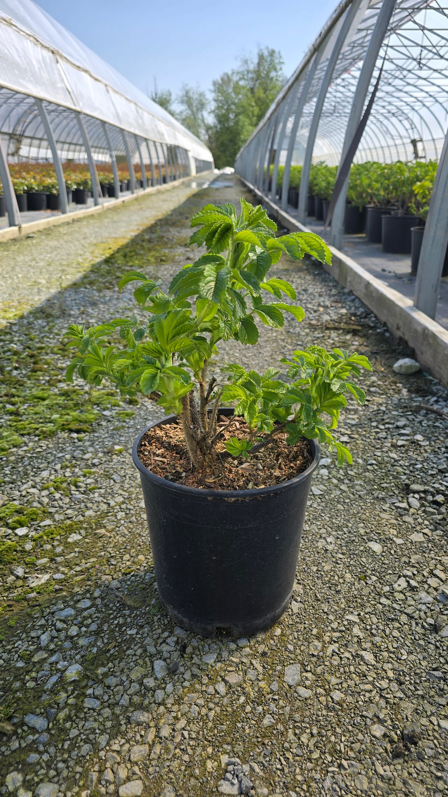 Rosa rugosa 'Rubra'